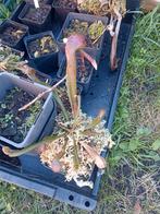 Plantes carnivore, Maison & Meubles, Plantes d'intérieur, Enlèvement