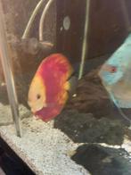 discuskoppel, Dieren en Toebehoren, Vissen | Aquariumvissen, Vis, Zoetwatervis