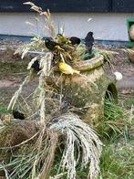 Pop mexicosijs 2024 en pop geelbuiksijs 2025, Animaux & Accessoires, Oiseaux | Oiseaux Autre, Femelle, Oiseau tropical, Bagué