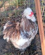 Usa zijdehoen choco motteld broedeitjes, Dieren en Toebehoren, Pluimvee, Geslacht onbekend, Kip