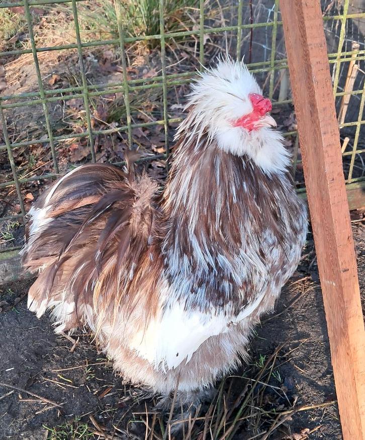 Usa zijdehoen choco motteld broedeitjes, Dieren en Toebehoren, Pluimvee, Kip, Geslacht onbekend