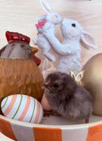 Araucana Kuikens, Meerdere dieren, Kip