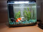 Superfish aquarium met 2 mooie sluierstaart vissen, Dieren en Toebehoren, Ophalen