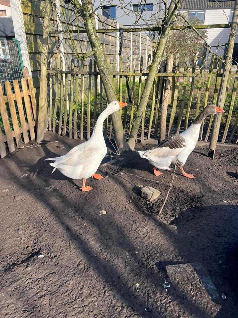 Vlaamse Hans & Boeren Hans te koop!!!, Dieren en Toebehoren