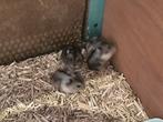 Russische dwerghamstertjes, Dieren en Toebehoren, Knaagdieren, Hamster, Februari, Meerdere dieren, Tam