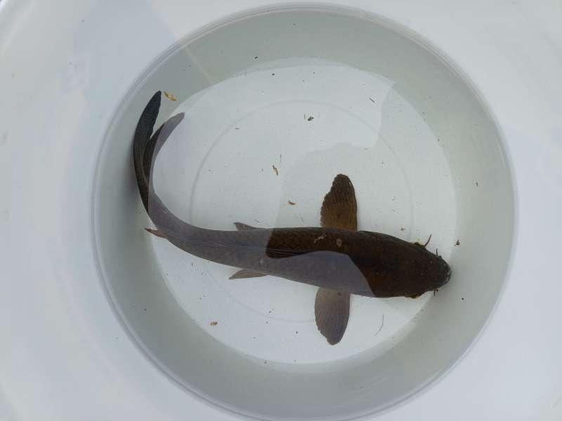 2 carpes koï, carpe miroir, carpe à écailles, Animaux & Accessoires, Poissons | Poissons d'étang, Carpe ou Koï