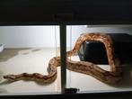 Boa Bci, Hypo RLT ( Rosswel Ladder Tail ) het albino 2021man, Serpent, Domestique, 3 à 6 ans