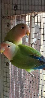 Agapornis, Dieren en Toebehoren