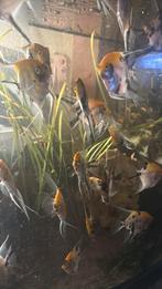 Maanvissen +10cm, Poisson, Poisson d'eau douce, Banc de poissons