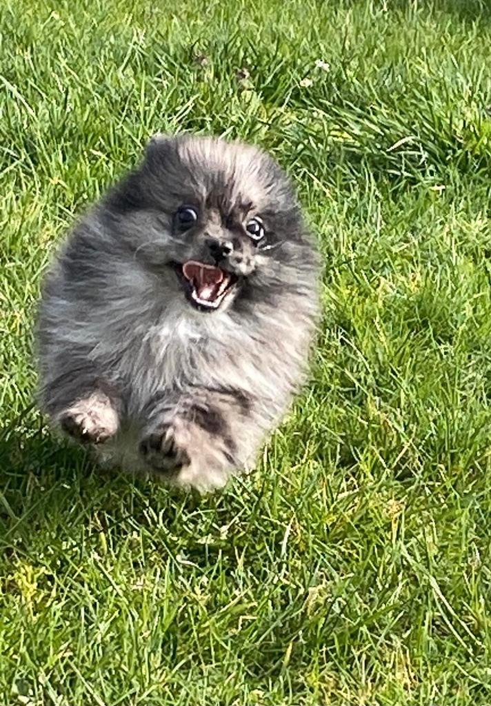 spitz nains/Spitz allemand, Animaux & Accessoires, Chiens | Huskys, Loulous & Types primitifs, Plusieurs animaux, Loulou, Éleveur | Professionnel