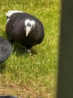 DöneK. Duiven, Dieren en Toebehoren, Vogels | Duiven, Meerdere dieren, Tuimelaar of Roller