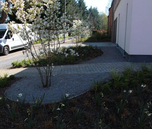 Amelanchier lamarckii Meerstammige krentenstruik, Tuin en Terras, Planten | Struiken en Hagen, Struik, Overige soorten, 250 cm of meer