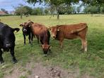 3 forse kalveren jaarlingen Markies x Angus 1 jaar (3 stuks), Dieren en Toebehoren, Runderen, Meerdere dieren, 0 tot 2 jaar