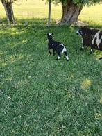 Bond boklam, Dieren en Toebehoren, Schapen, Geiten en Varkens