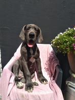 Duitse Dog pups, Dieren en Toebehoren, België, Fokker | Hobbymatig, Overige rassen, CDV (hondenziekte)