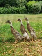 Indische loopeenden, Mannelijk, Eend