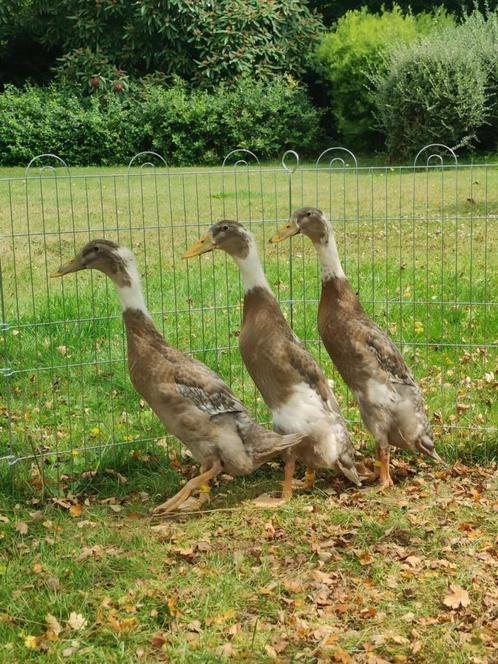 Indische loopeenden, Dieren en Toebehoren, Pluimvee, Eend, Mannelijk