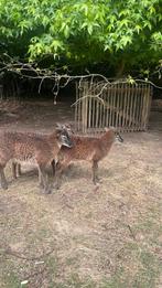 Soay schaap, Schaap