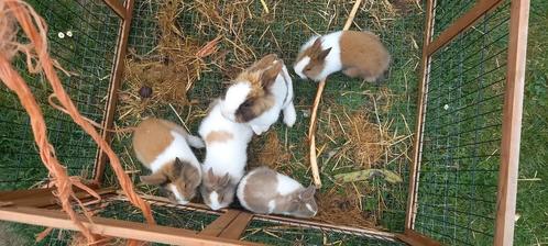 Mooie lieve dwergkonijntjes, Dieren en Toebehoren, Konijnen