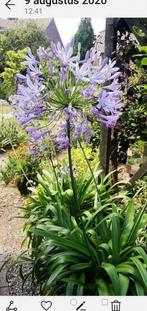 agapanthus, Tuin en Terras, Planten | Tuinplanten, Ophalen