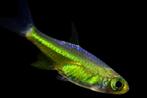 Kubotai Neon Green Rasbora Belgische Nakweek, Dieren en Toebehoren, Vissen | Aquariumvissen, Vis, Zoetwatervis, Schoolvis