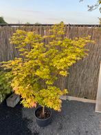 Acer Palmatum “Osakazuki”, Tuin en Terras, Planten | Bomen, Overige soorten, Lente, 100 tot 250 cm, Ophalen
