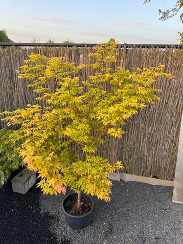 Acer Palmatum “Osakazuki” beschikbaar voor biedingen