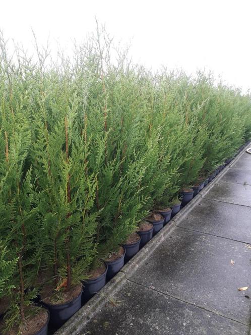 Conifeer / Thuja occidentalis, Tuin en Terras, Planten | Struiken en Hagen, Haag, Conifeer, Ophalen