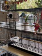 kooi 40op80 h50cm en koppel fiseries,, Dieren en Toebehoren, Ophalen, Vogelkooi