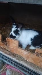 Gedekte voedster vleestype, Dieren en Toebehoren, Konijnen