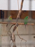 Swiftparkieten kweek mans, Dieren en Toebehoren, Vogels | Parkieten en Papegaaien