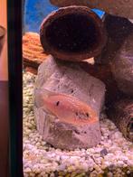 Hemichromis Bimaculatus (juweelcichlide), Poisson, Poisson d'eau douce