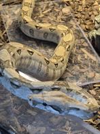 Boa, Dieren en Toebehoren, Reptielen en Amfibieën