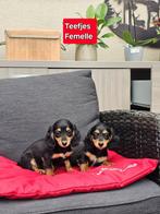 mooie langhaar teckel pups kaninchen, Kaninchen, België, CDV (hondenziekte), 8 tot 15 weken