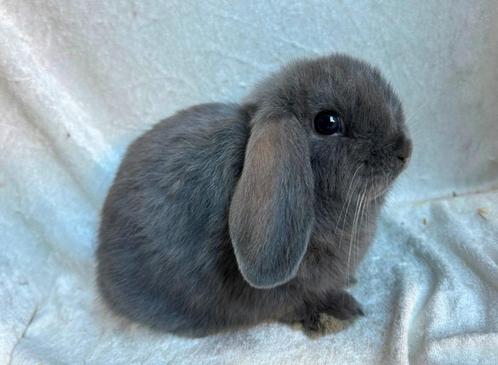 Super mooi lief handtam blauw knuffel Minilop rammetje, Dieren en Toebehoren, Konijnen, Klein, Mannelijk, 0 tot 2 jaar, Hangoor