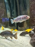 Chiclide, Dieren en Toebehoren, Vissen | Aquariumvissen, Vis, Zoetwatervis, Schoolvis