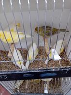 Het zijn witte geel mozaiek mannen en een groen