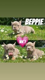 En raison de l'annulation, bouledogue français femelle, Animaux & Accessoires, Chiens | Bouledogues, Pinschers & Molossoïdes, Parvovirose