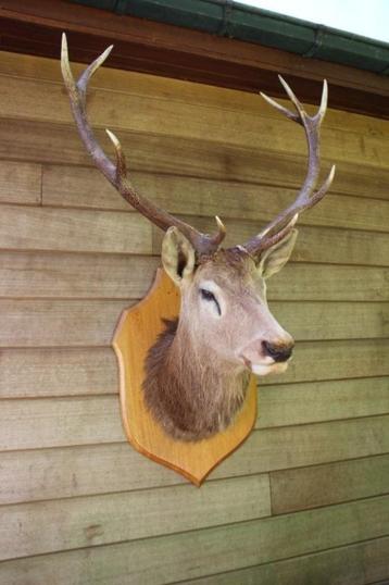 Taxidermie grote imposante hertenkop edelhert, Enlèvement ou Envoi, Cerf