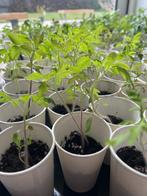 Tomaatplanten, Tuin en Terras, Planten | Tuinplanten, Ophalen, Zomer, Groenteplanten, Volle zon