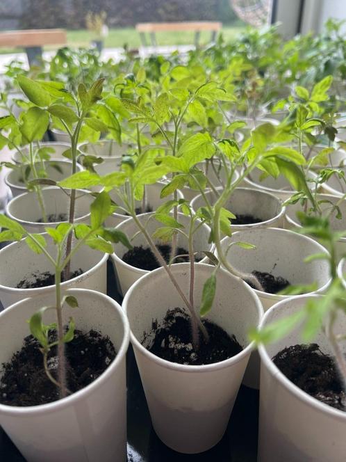 Tomaatplanten, Tuin en Terras, Planten | Tuinplanten, Groenteplanten, Volle zon, Zomer, Ophalen