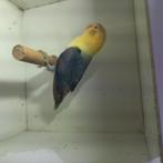 Fischeri, Dieren en Toebehoren, Dwergpapegaai of Agapornis, Geringd