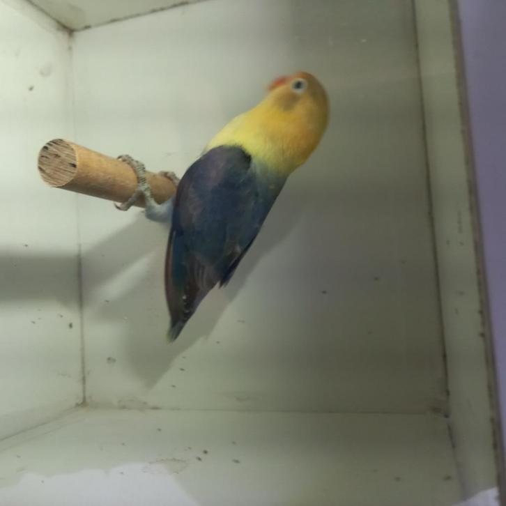 Fischeri, Dieren en Toebehoren, Vogels | Parkieten en Papegaaien, Dwergpapegaai of Agapornis, Geringd