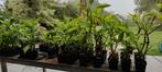 Brugmansia/ trompetplant, Ophalen, Zomer
