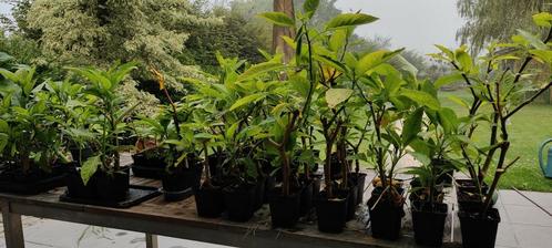 Brugmansia/ trompetplant, Tuin en Terras, Planten | Tuinplanten, Zomer, Ophalen