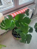 Grosse plante monstera, Maison & Meubles, Enlèvement