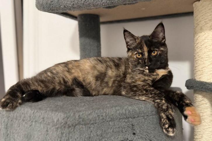 Kitten (Maine Coon), Dieren en Toebehoren, Katten en Kittens | Raskatten | Langhaar, Poes, 0 tot 2 jaar, Gechipt, Ontwormd, Ingeënt