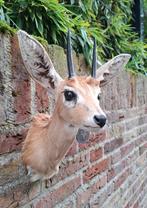 Opgezette kop steenbok afrika taxidermie schedel gewei hert, Ophalen, Wild dier, Gewei of Kop