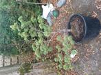 1 witte den, Tuin en Terras, Ophalen