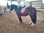 Jolie jument Irish cob de 5 ans, Dieren en Toebehoren
